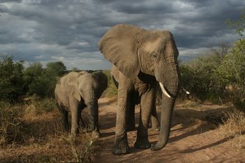 Tshukudu Game Lodge 0*