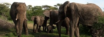 Tshukudu Game Lodge 0*