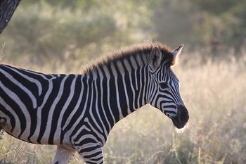 Tshukudu Game Lodge 0*