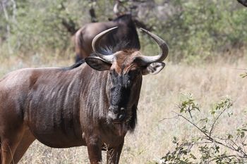 Tshukudu Game Lodge 0*