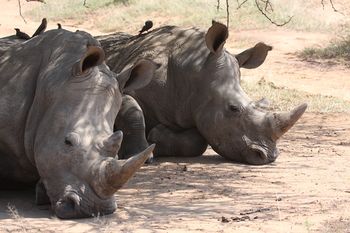Tshukudu Game Lodge 0*