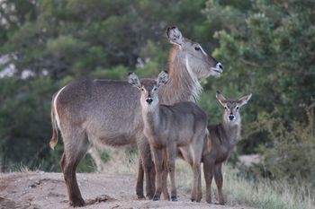 Tshukudu Game Lodge 0*