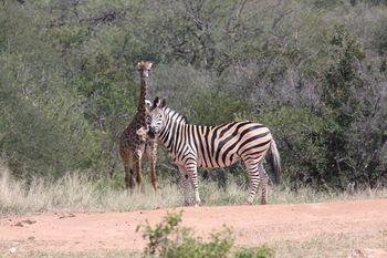 Tshukudu Game Lodge 0*