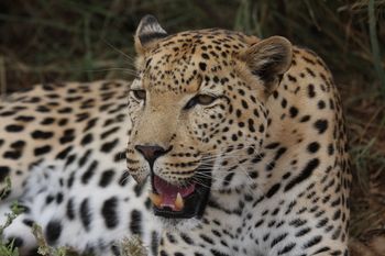 Tshukudu Game Lodge 0*