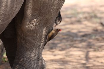 Tshukudu Game Lodge 0*