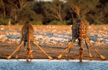 Sausage Tree Safari Camp 4*