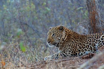 Sausage Tree Safari Camp 4*