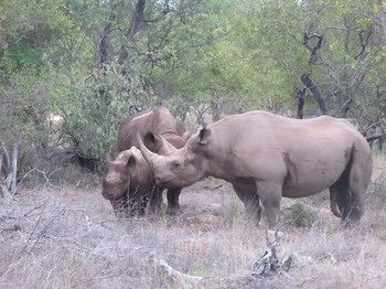 Sausage Tree Safari Camp 4*