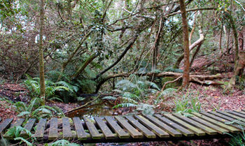 Misty Mountain Reserve 0*