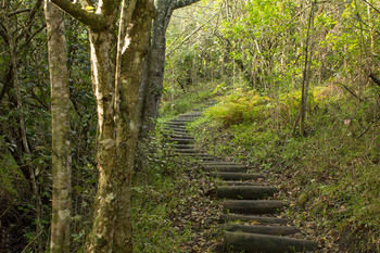 Misty Mountain Reserve 0*