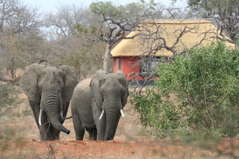 Mohlabetsi Safari Lodge 0*