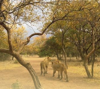 Ukutula Lodge & Game Reserve 0*
