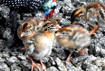 Birds Babble Self Catering Guest House 0*