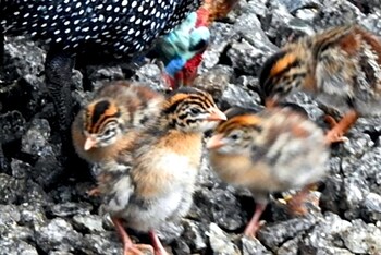 Birds Babble Self Catering Guest House 0*
