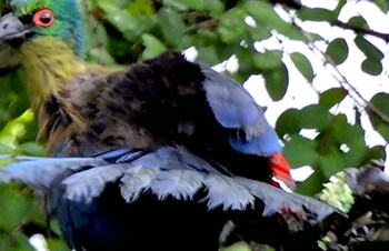 Birds Babble Self Catering Guest House 0*