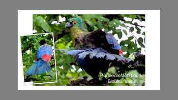Birds Babble Self Catering Guest House 0*