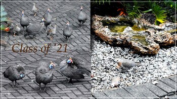 Birds Babble Self Catering Guest House 0*