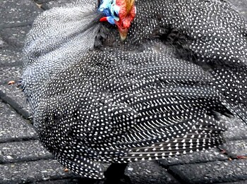 Birds Babble Self Catering Guest House 0*