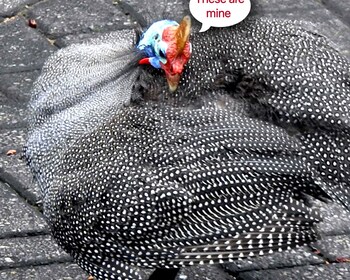 Birds Babble Self Catering Guest House 0*