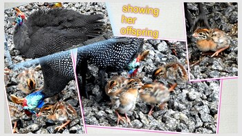 Birds Babble Self Catering Guest House 0*