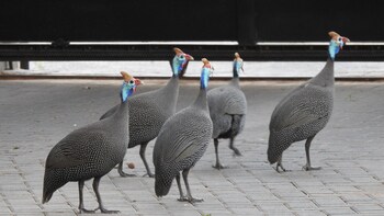 Birds Babble Self Catering Guest House 0*