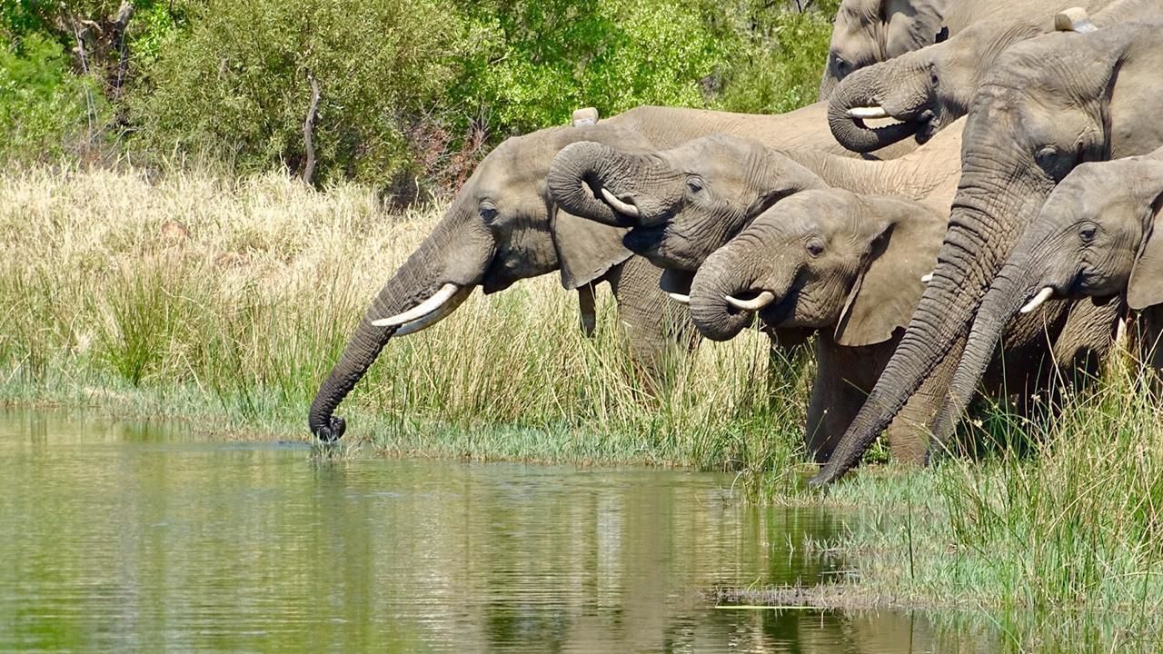 Golden Impalas Bush Resort 0*