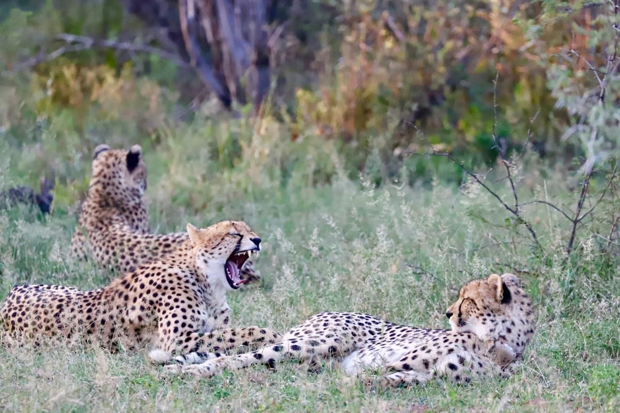 Golden Impalas Bush Resort 0*
