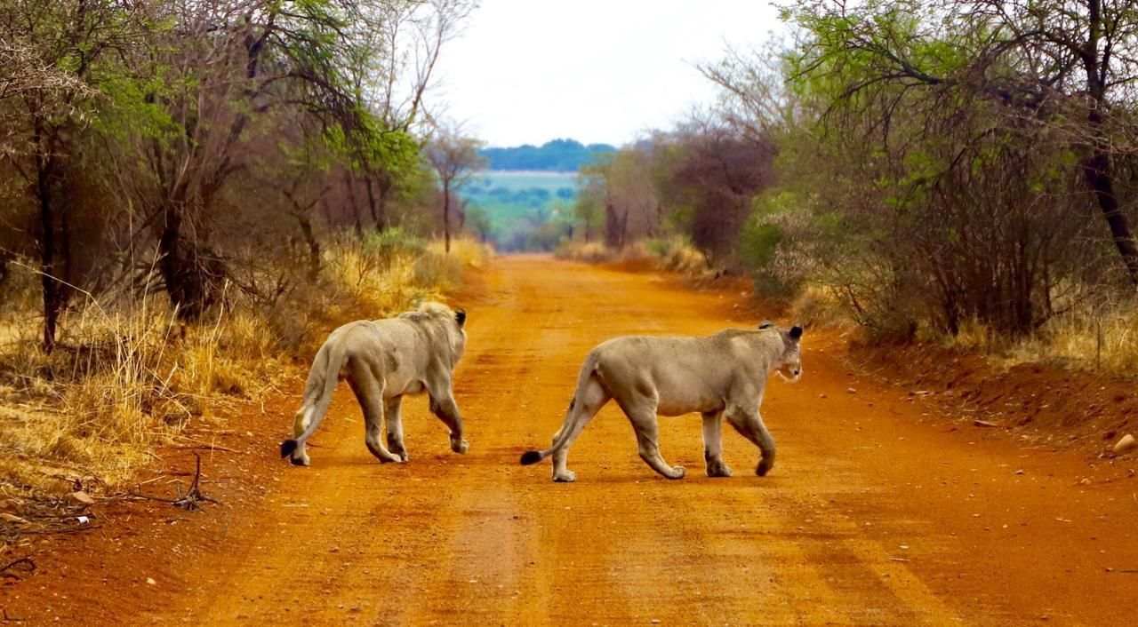 Golden Impalas Bush Resort 0*