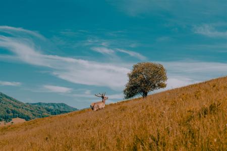 Отель Altai Palace Гостиничный Комплекс в Алтайский край - Россия