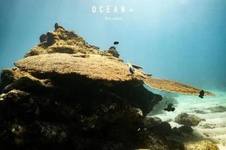 Отель Cardamon в Нилавели - Шри-Ланка