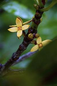 Отель El Rio Y Mar Island Resort в о. Палаван - Филиппины