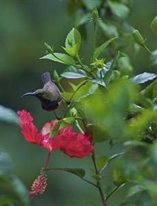 Отель El Rio Y Mar Island Resort в о. Палаван - Филиппины