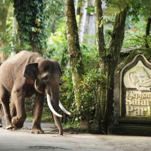 отель Elephant Safari Park Lodge