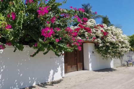 Отель Ahola Thoddoo Cottage в Ари Атолл - Мальдивы