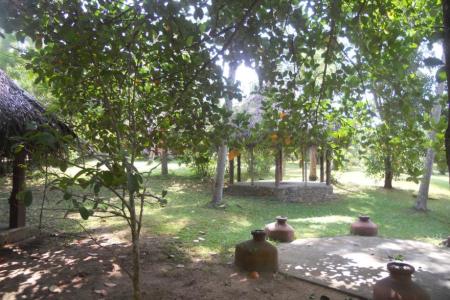 Отель Eva Lanka в Тангалле - Шри-Ланка