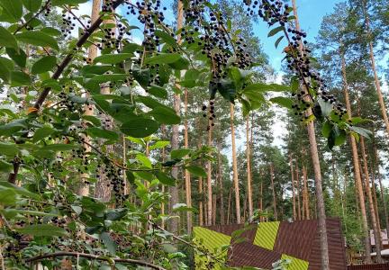 Отель Wood Park в Алтайский край - Россия