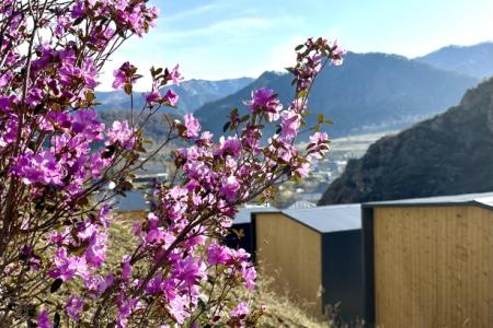 Отель Altaypic парк-отель в Алтайский край - Россия