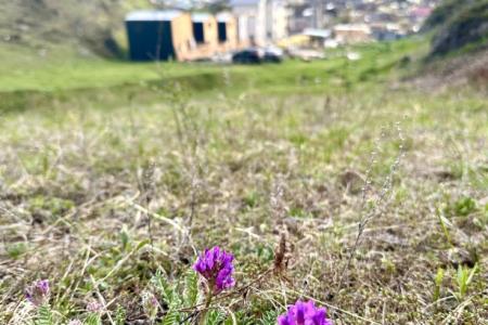 Отель Altaypic парк-отель в Алтайский край - Россия