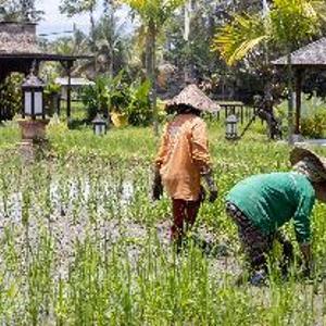 отель Anumana Village Ubud