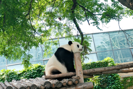 Отель Пекин-Сиань-Шанхай (9д/8н) в Экскурсионная программа Китай - Китай