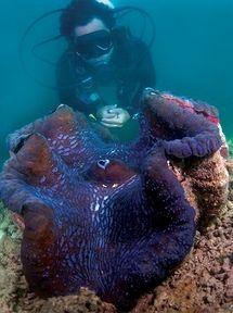 Отель Gayana Marine Resort в Кота Кинабалу - Малайзия