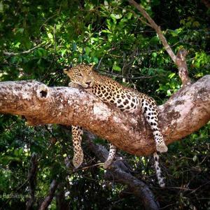 отель Mahoora - Wilpattu by Eco Team