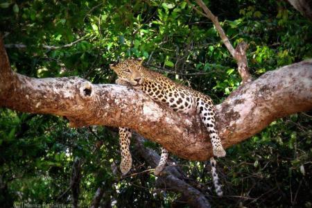 Отель Mahoora - Wilpattu by Eco Team в Анурадхапура - Шри-Ланка