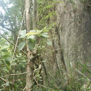 отель Berghotel Escondite