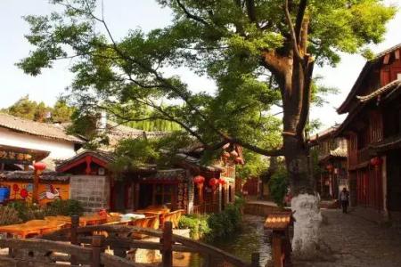 Lijiang Dog and Cat House