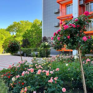 отель Morein Hotel