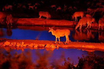 Kilaguni Serena Safari Lodge