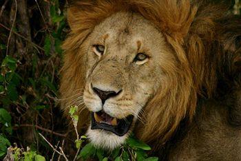 Kilaguni Serena Safari Lodge