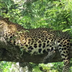 отель Koragaha Lodge