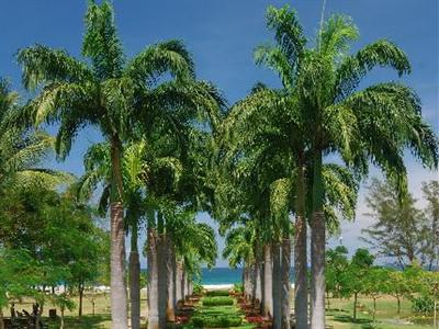 Отель Nexus Resort Karambunai в о. Борнео - Малайзия